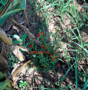 Asiatic Witchweed (Striga asiatica)