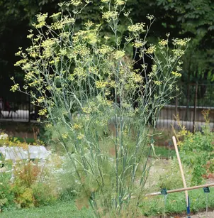 Bronze Fennel (Foeniculum vulgare 'Purpureum')