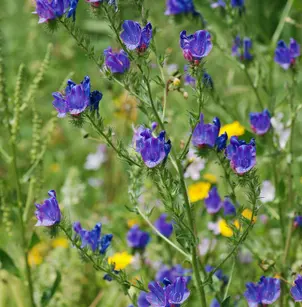 Salvation Jane (Echium plantagineum)