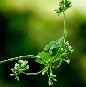 Mile-A-Minute (Mikania micrantha)