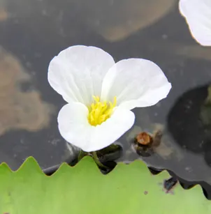 Ducklettuce (Ottelia alismoides)