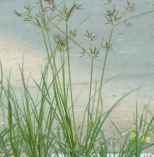 Nutgrass (Cyperus rotundus)