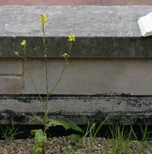 Charlock Mustard (Sinapis arvensis)