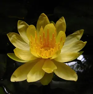 Yellow Waterlily (Nymphaea mexicana)