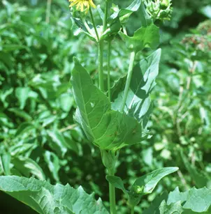 Cup Plant (Silphium perfoliatum)