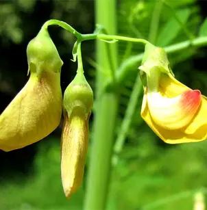 Bigpod Sesbania (Sesbania herbacea)