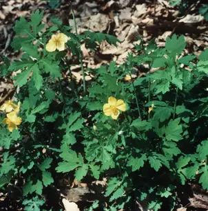 Celandine (Chelidonium majus)