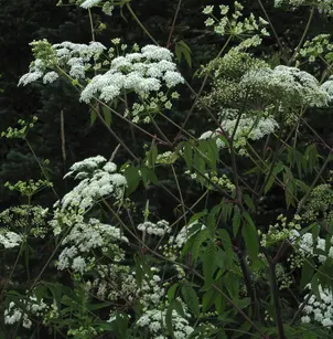 Spotted Water Hemlock (Cicuta maculata)