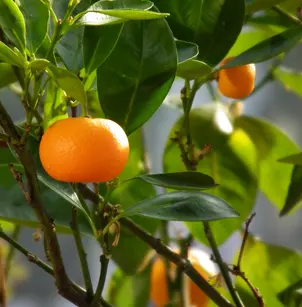 Mandarin Orange (Citrus reticulata)
