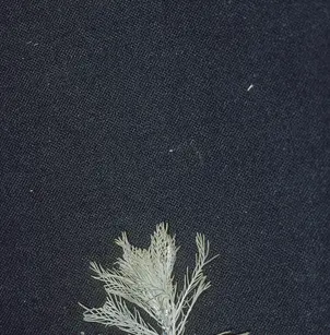 Parrot Feather Watermilfoil (Myriophyllum aquaticum)