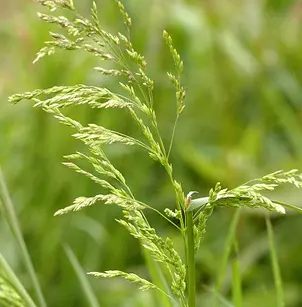 Canada Bluegrass (Poa compressa)