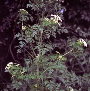 Poison Hemlock (Conium maculatum)