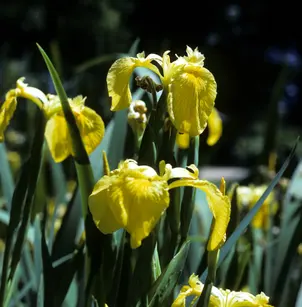 Paleyellow Iris (Iris pseudacorus)
