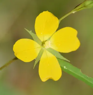 Wingleaf Primrose-Willow (Ludwigia decurrens)