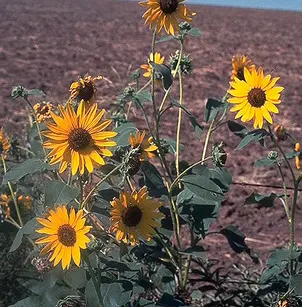 Sunflower (Helianthus annuus)