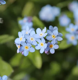 Woodland Forget-Me-Not (Myosotis sylvatica)