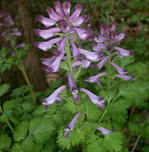 Incised Fumewort (Corydalis incisa)