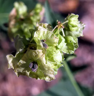 Heartleaf Four O'clock (Mirabilis nyctaginea)