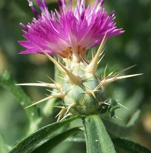 Red Star-Thistle (Centaurea calcitrapa)