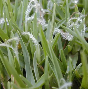 Kikuyugrass (Pennisetum clandestinum)