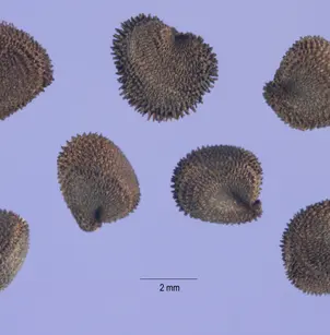 Common Corncockle (Agrostemma githago)