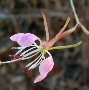 Wavyleaf Beeblossom (Oenothera sinuosa)