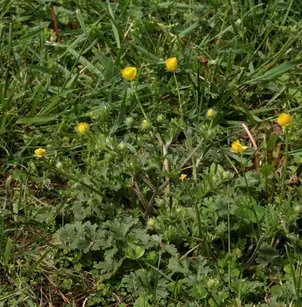 Tall Buttercup (Ranunculus acris)