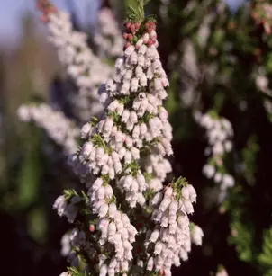 Spanish Heath (Erica lusitanica)