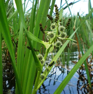 Simplestem Bur-Reed (Sparganium erectum)