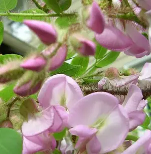 Bristly Locust (Robinia hispida)