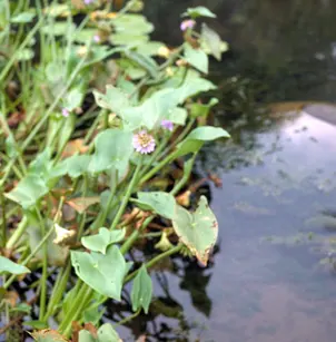 Arrowleaf Falsepickerelweed (Monochoria hastata)