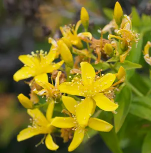 Canary Island St. Johnswort (Hypericum canariense)