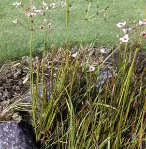 Flowering Rush (Butomus umbellatus)