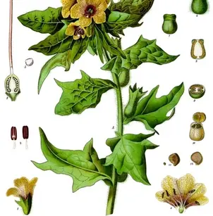Black Henbane (Hyoscyamus niger)