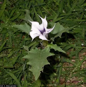 Jimsonweed (Datura stramonium)