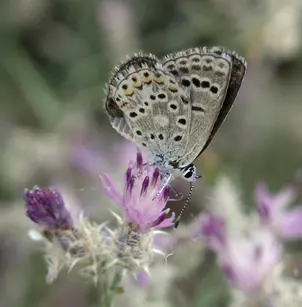 Squarrose Knapweed (Centaurea virgata)
