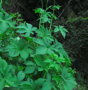 Japanese Hop (Humulus japonicus)