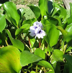 Anchored Water Hyacinth (Eichhornia azurea)