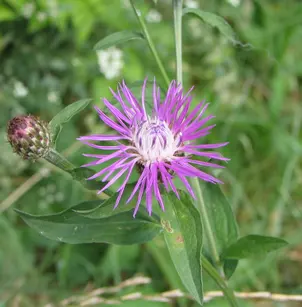 Tyrol Knapweed (Centaurea nigrescens)
