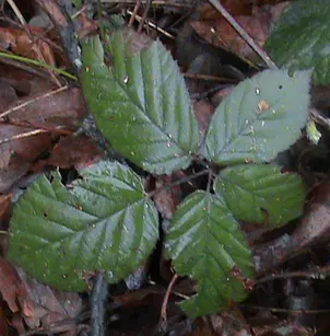 Himalayan Blackberry (Rubus armeniacus)