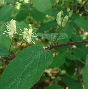 Dwarf Honeysuckle (Lonicera xylosteum)