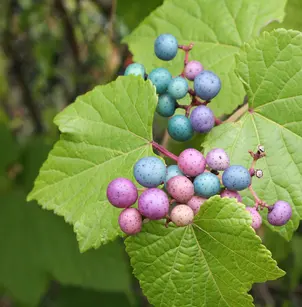 Blueberry Creeper (Ampelopsis brevipedunculata)