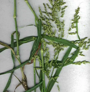 Blue Panicum (Panicum antidotale)