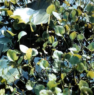 American Spongeplant (Limnobium spongia)