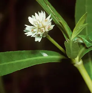 Alligatorweed (Alternanthera philoxeroides)