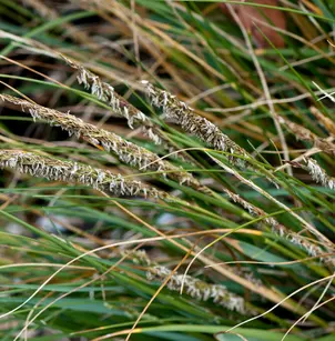Denseflower Cordgrass (Spartina densiflora)