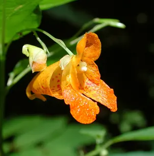 Jewelweed (Impatiens capensis)