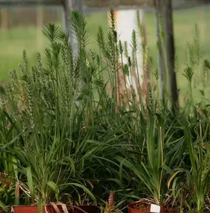 Largebracted Plantain (Plantago aristata)