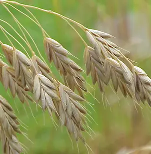 Rye Brome (Bromus secalinus)