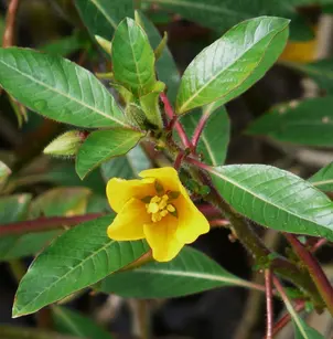 Floating Primrose-Willow (Ludwigia peploides)